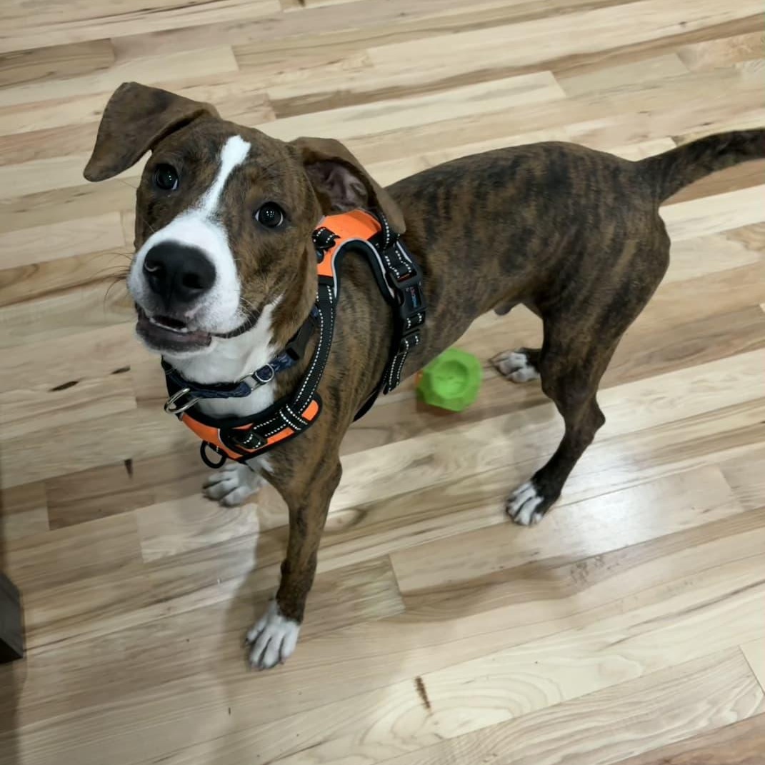Enlarge Drew, a Adoptable mixed breed in Yonkers, NY image 3/6