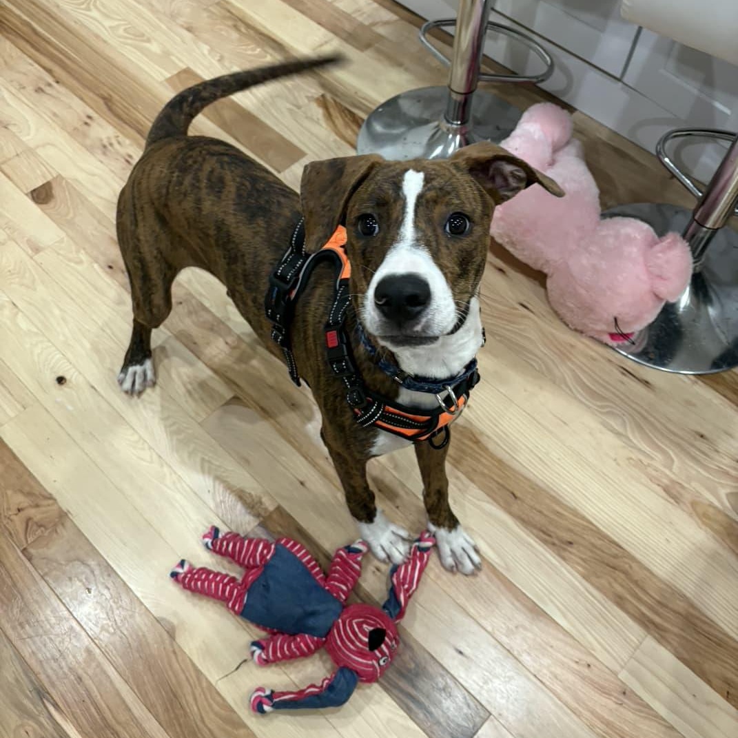 Enlarge Drew, a Adoptable mixed breed in Yonkers, NY image 2/6