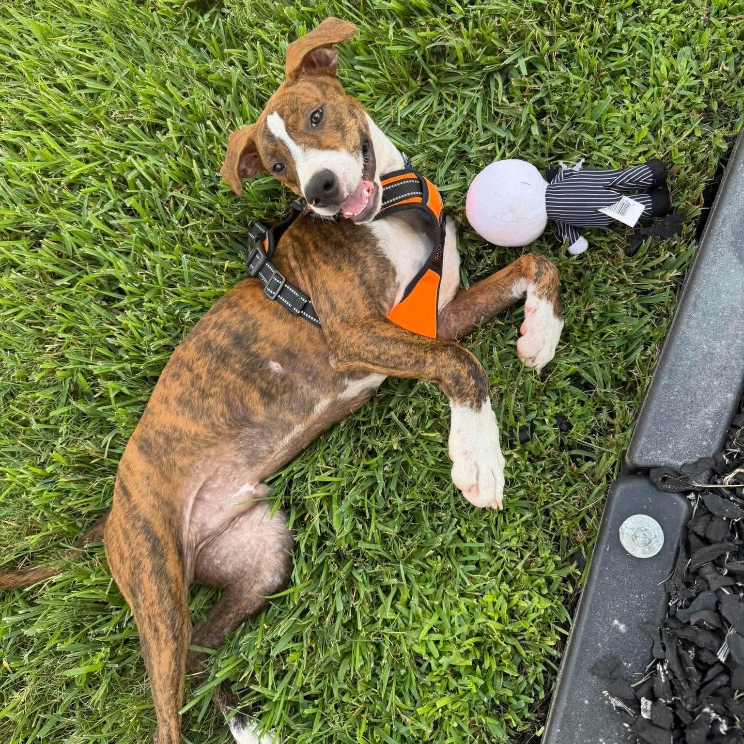 Drew, Adoptable, Puppy Male Boxer.