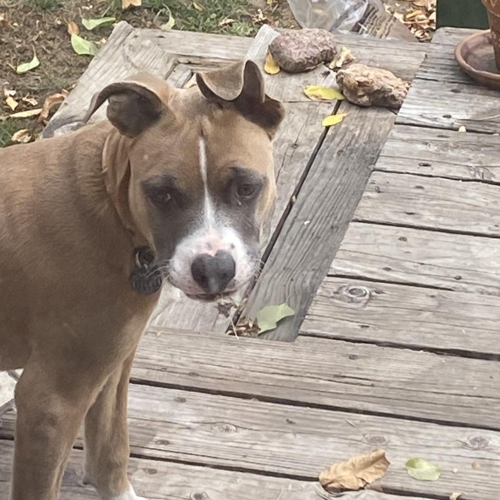 Heway, Adoptable, Young Male Pit Bull Terrier & Mixed Breed.