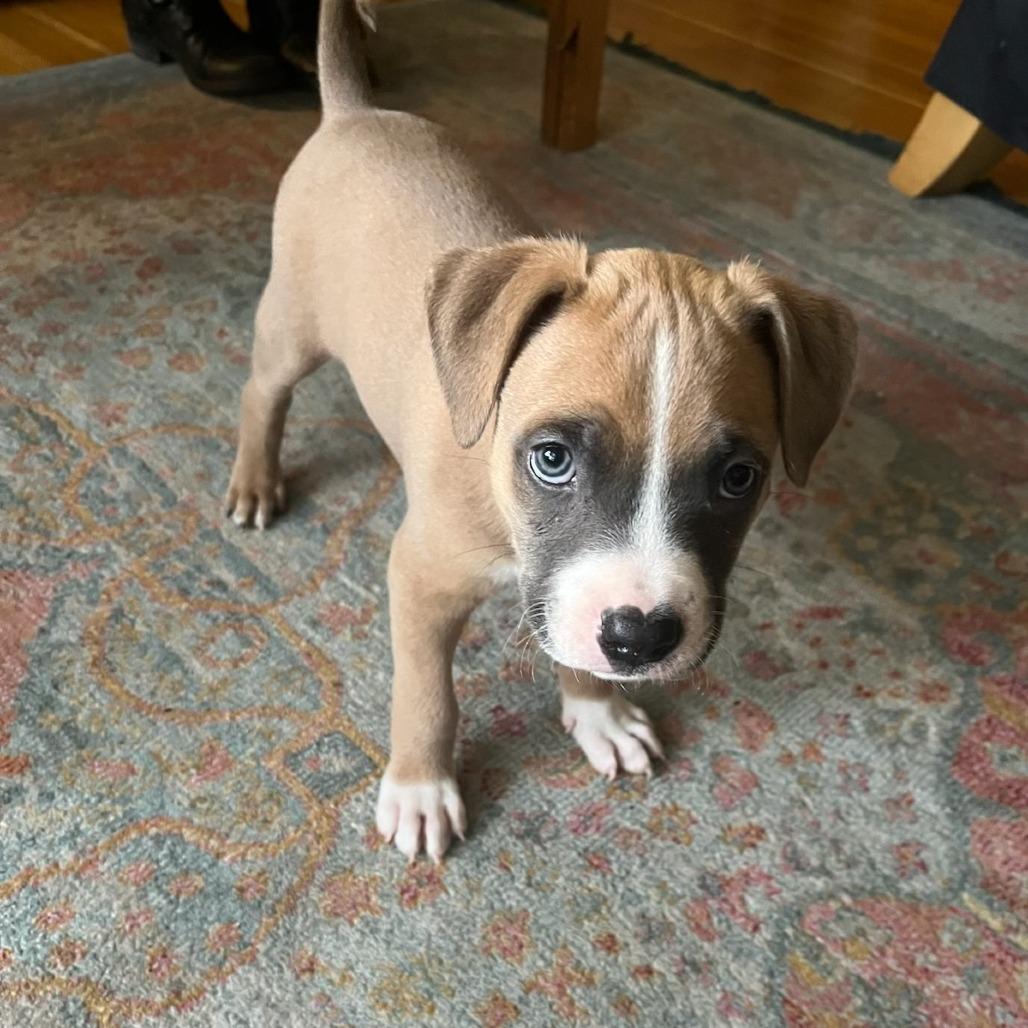 Enlarge Heway, a Adoptable mixed breed in Colorado Springs, CO image 2/6