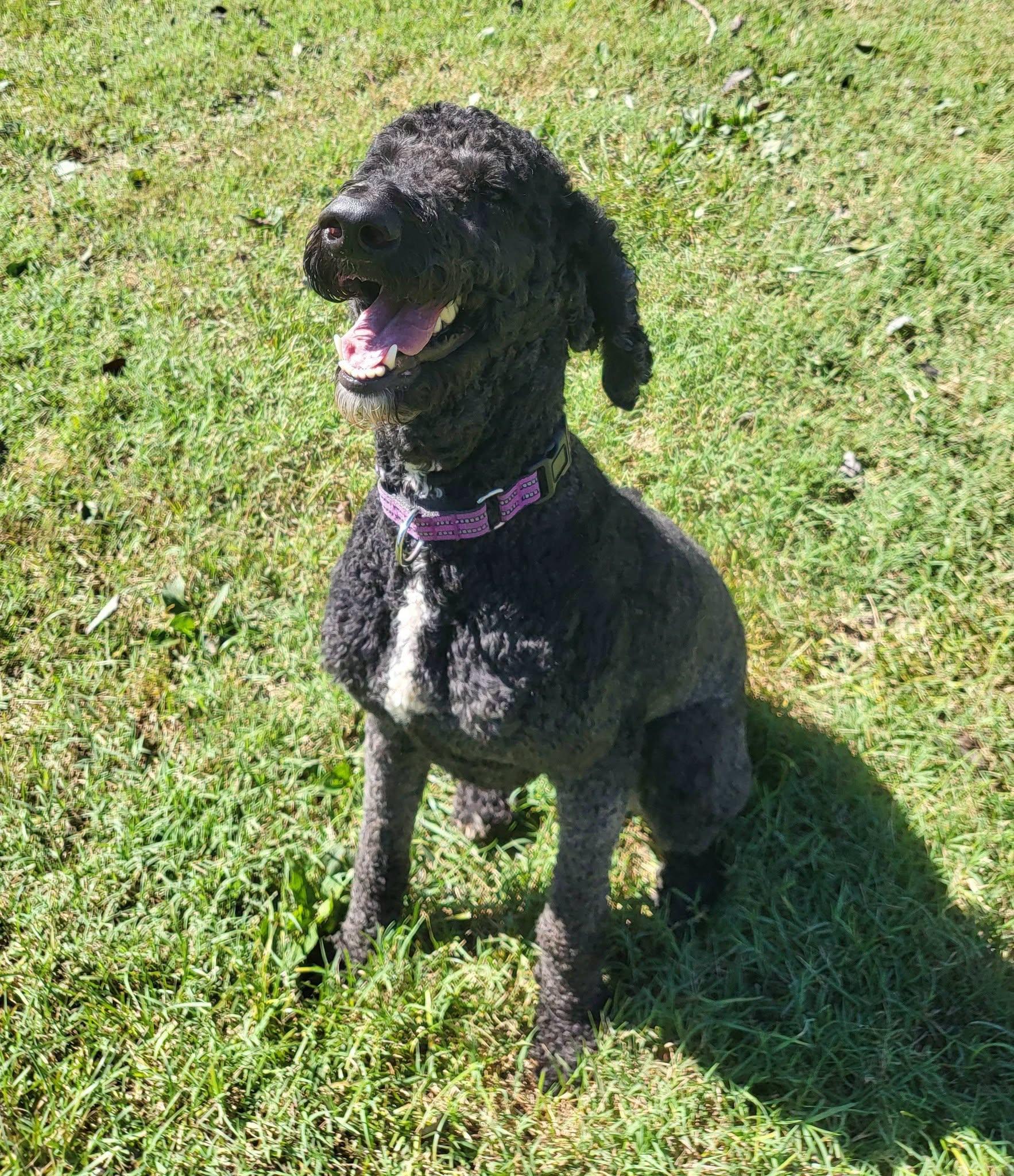 Enlarge Noir, a Adoptable Goldendoodle in Salisbury, NC image 4/4