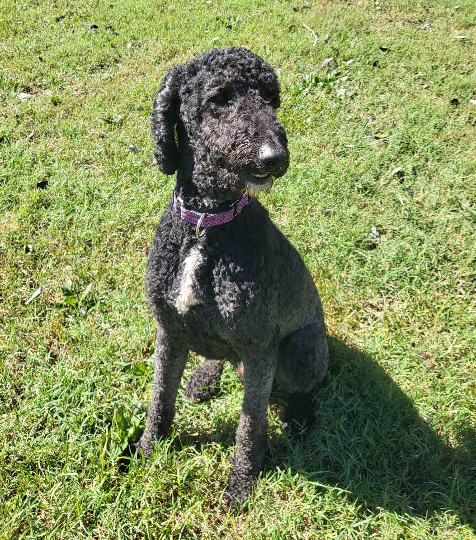 Enlarge Noir, a Adoptable Goldendoodle in Salisbury, NC image 3/4
