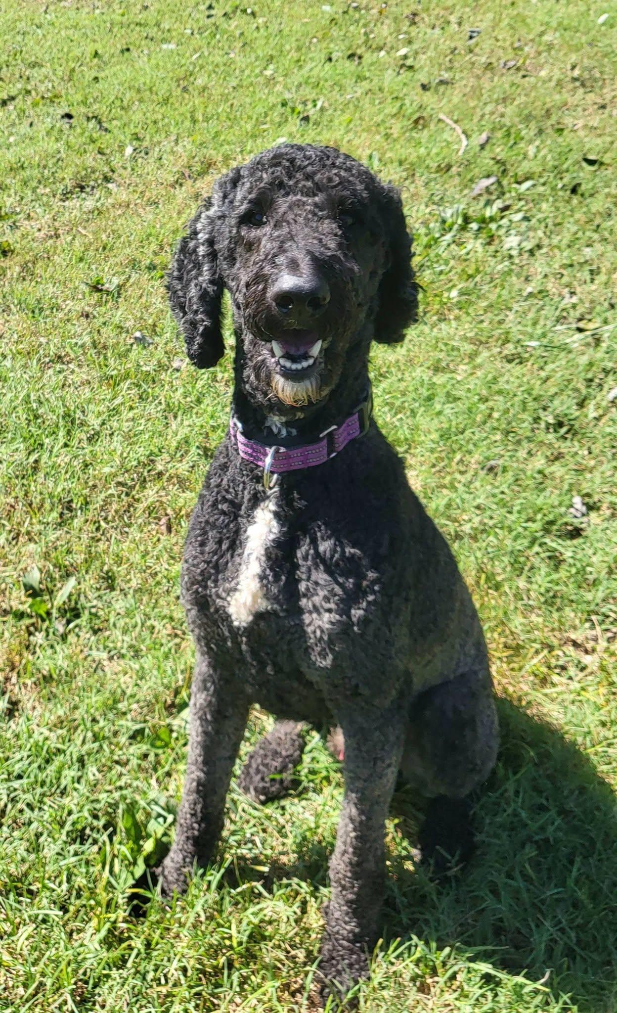 Enlarge Noir, a Adoptable Goldendoodle in Salisbury, NC image 2/4
