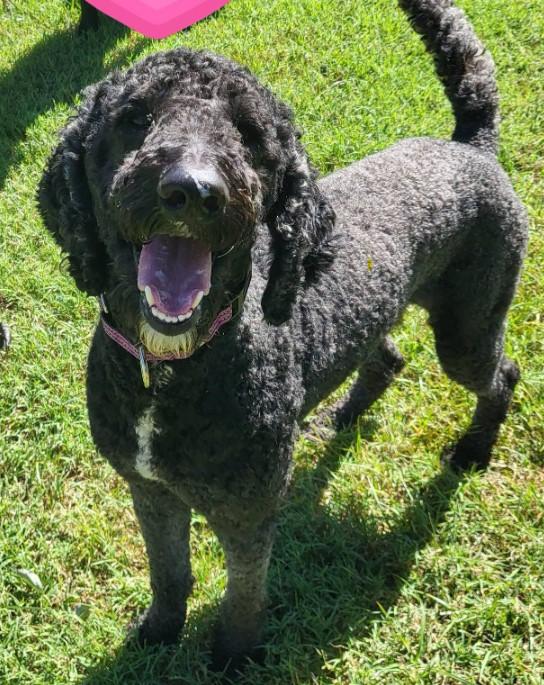 Enlarge Noir, a Adoptable Goldendoodle in Salisbury, NC image 1/4