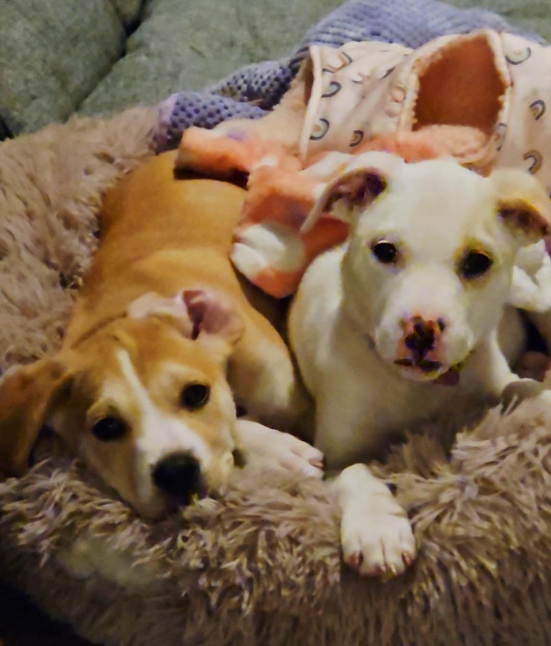 Enlarge Dawn or Pearl, a ADOPTABLE mixed breed in Hermosa Beach, CA image 4/5