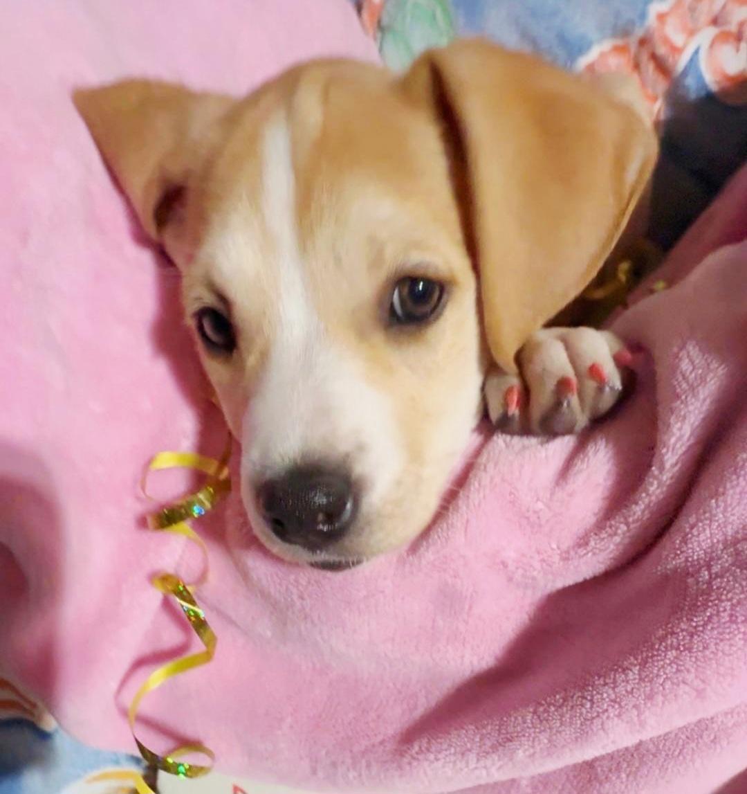 Enlarge Dawn or Pearl, a ADOPTABLE mixed breed in Hermosa Beach, CA image 1/5