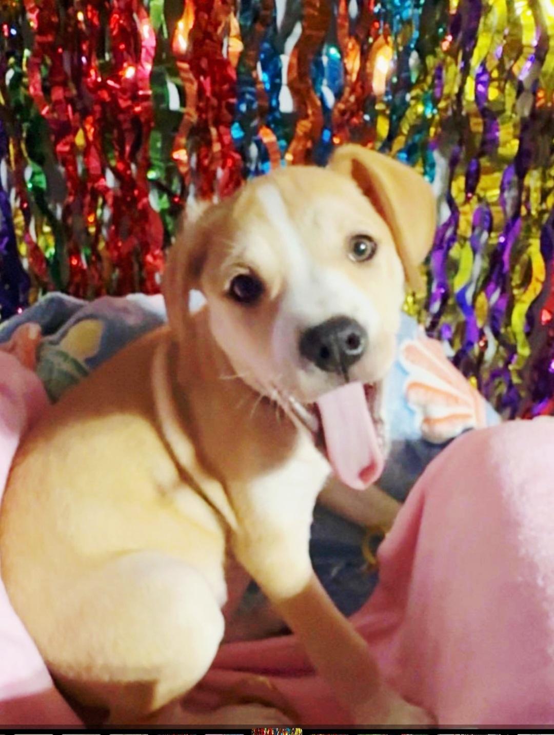 Enlarge Dawn or Pearl, a ADOPTABLE mixed breed in Hermosa Beach, CA image 2/5