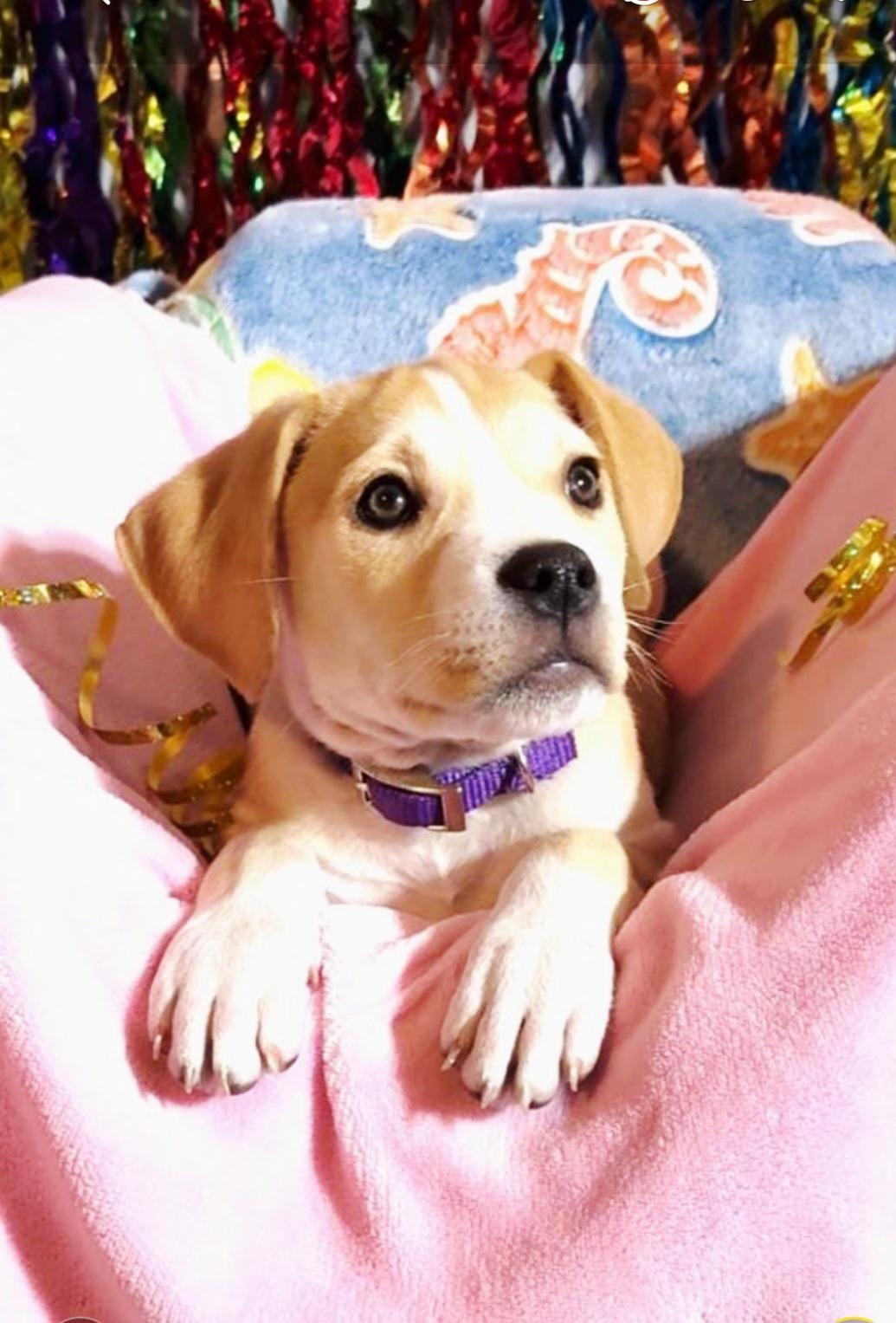 Enlarge Dawn or Pearl, a ADOPTABLE mixed breed in Hermosa Beach, CA image 3/5