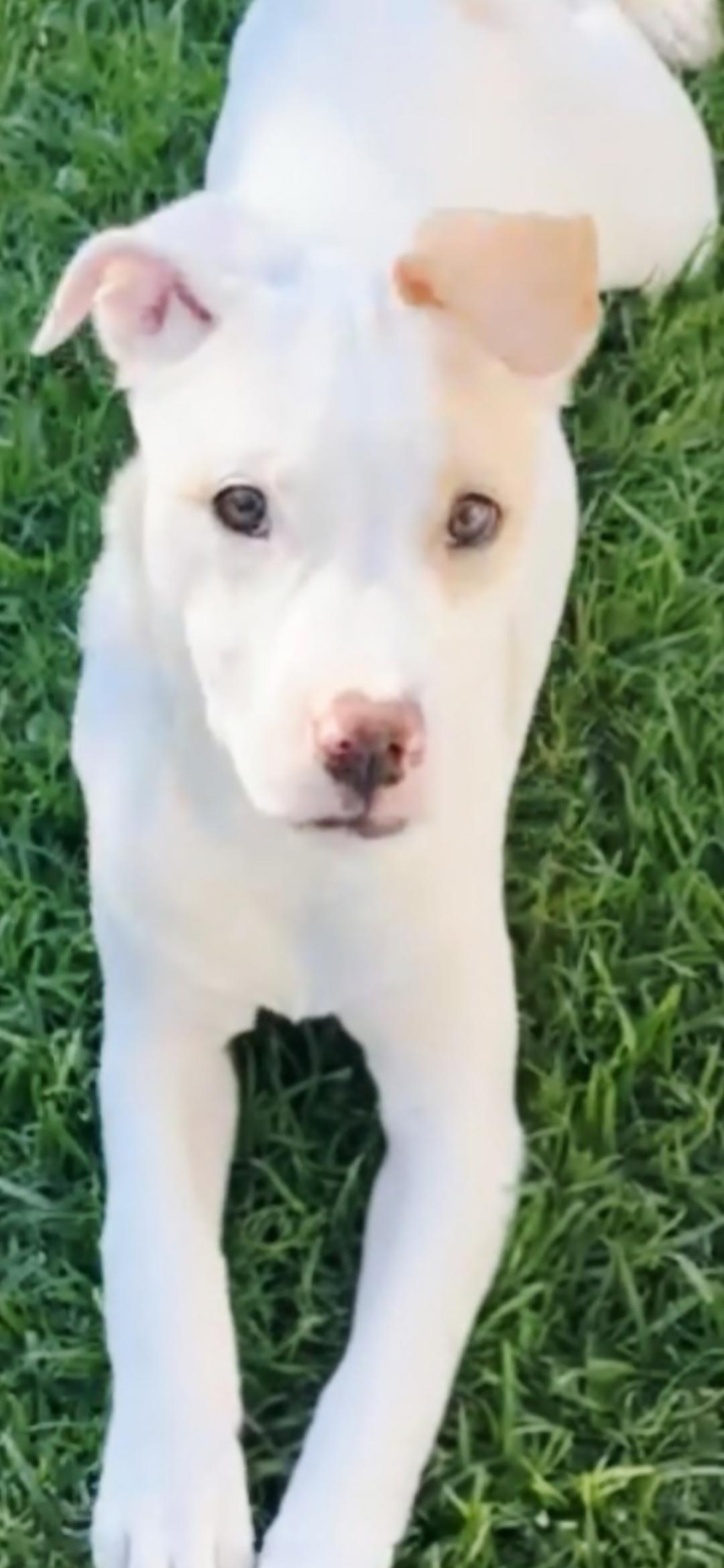 Enlarge Pearl, a ADOPTABLE mixed breed in Hermosa Beach, CA image 1/4