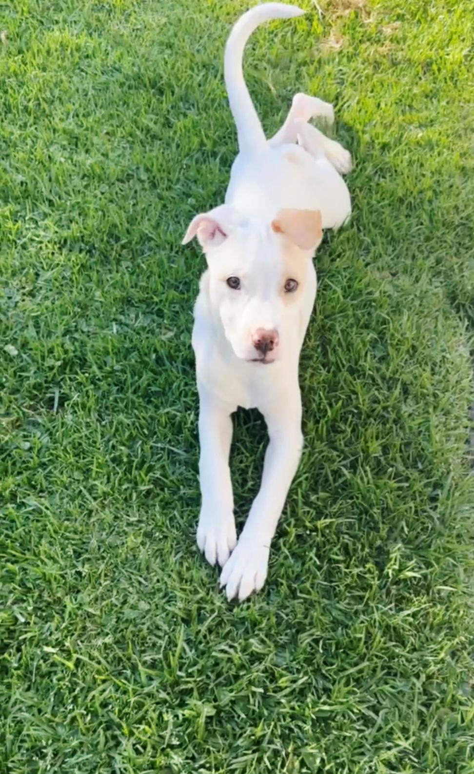 Enlarge Pearl, a ADOPTABLE mixed breed in Hermosa Beach, CA image 2/4