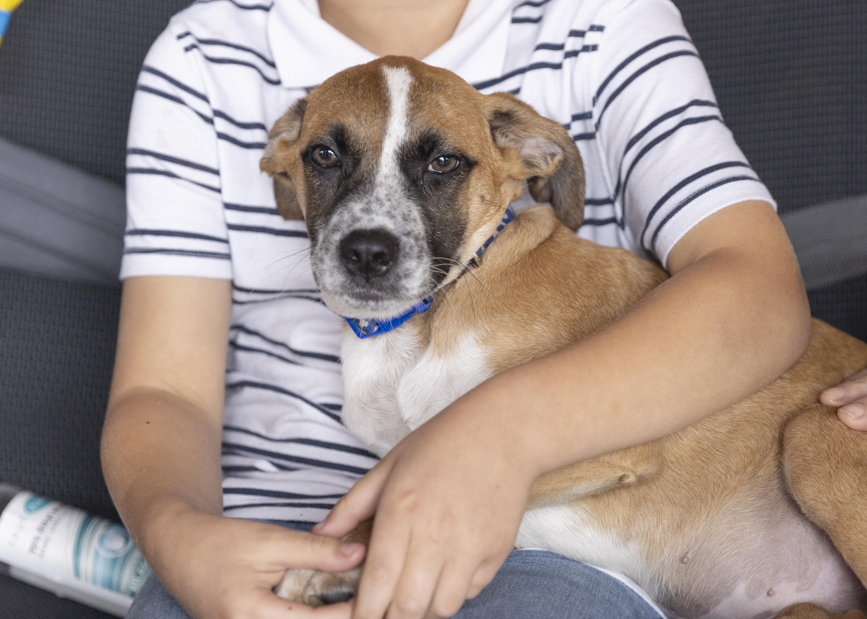 Enlarge Devin, a Adopted mixed breed in Minneapolis, MN image 4/6