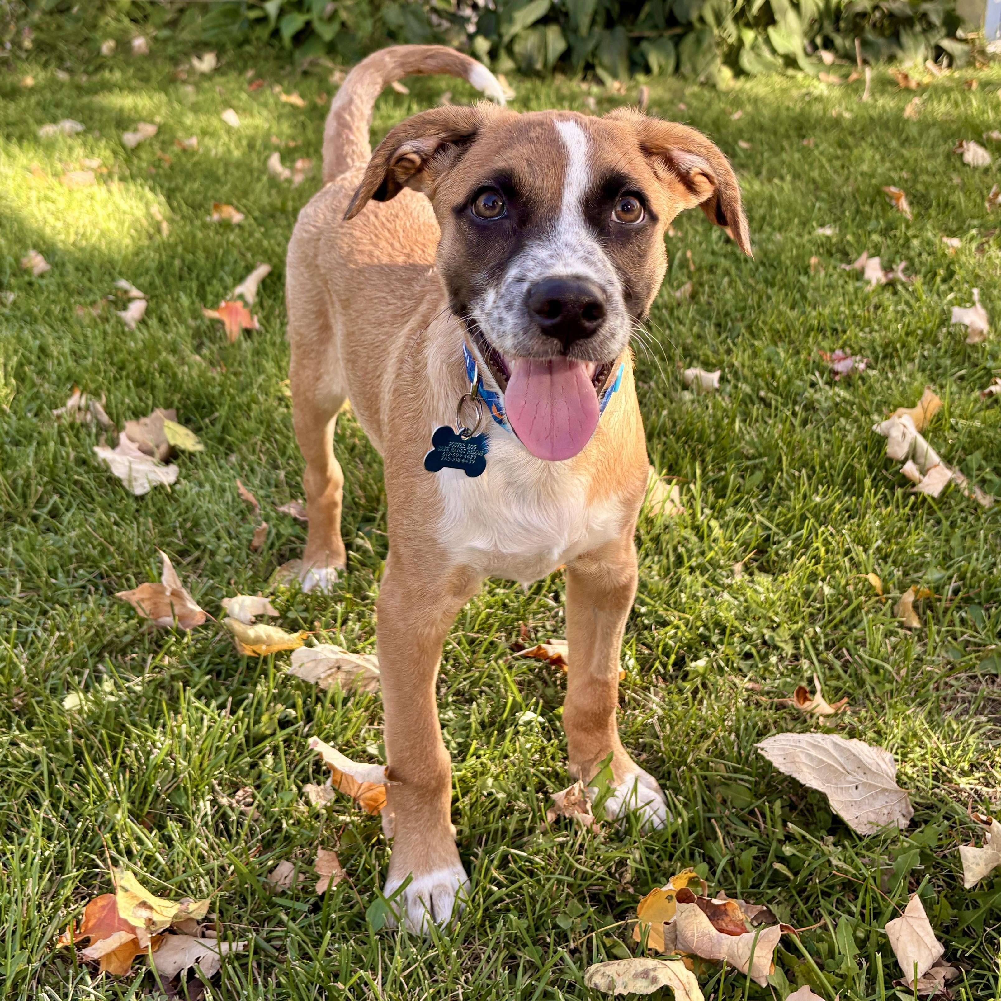 Devin, Adopted, Puppy Male Retriever & Collie.