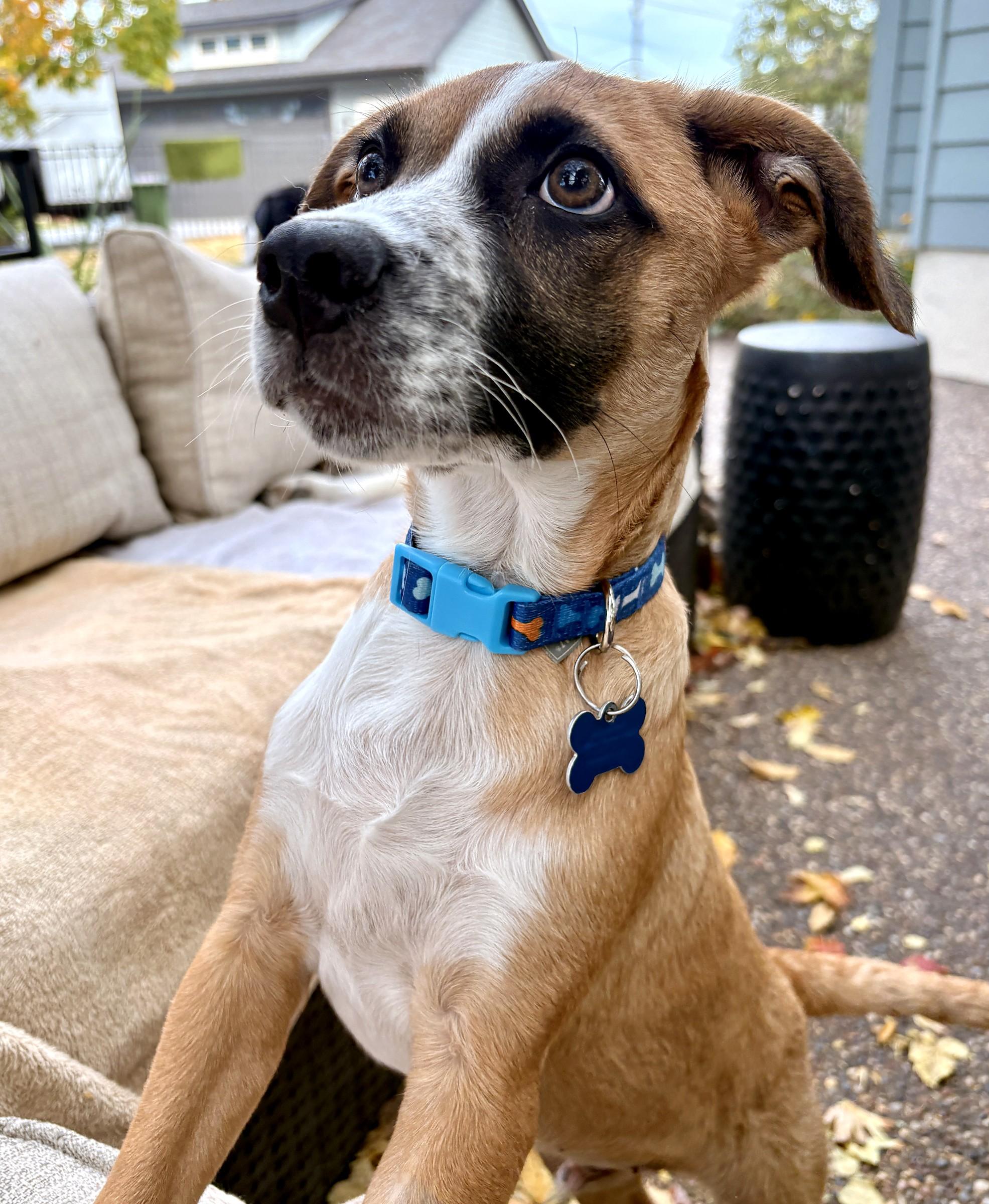 Enlarge Devin, a Adopted mixed breed in Minneapolis, MN image 2/6