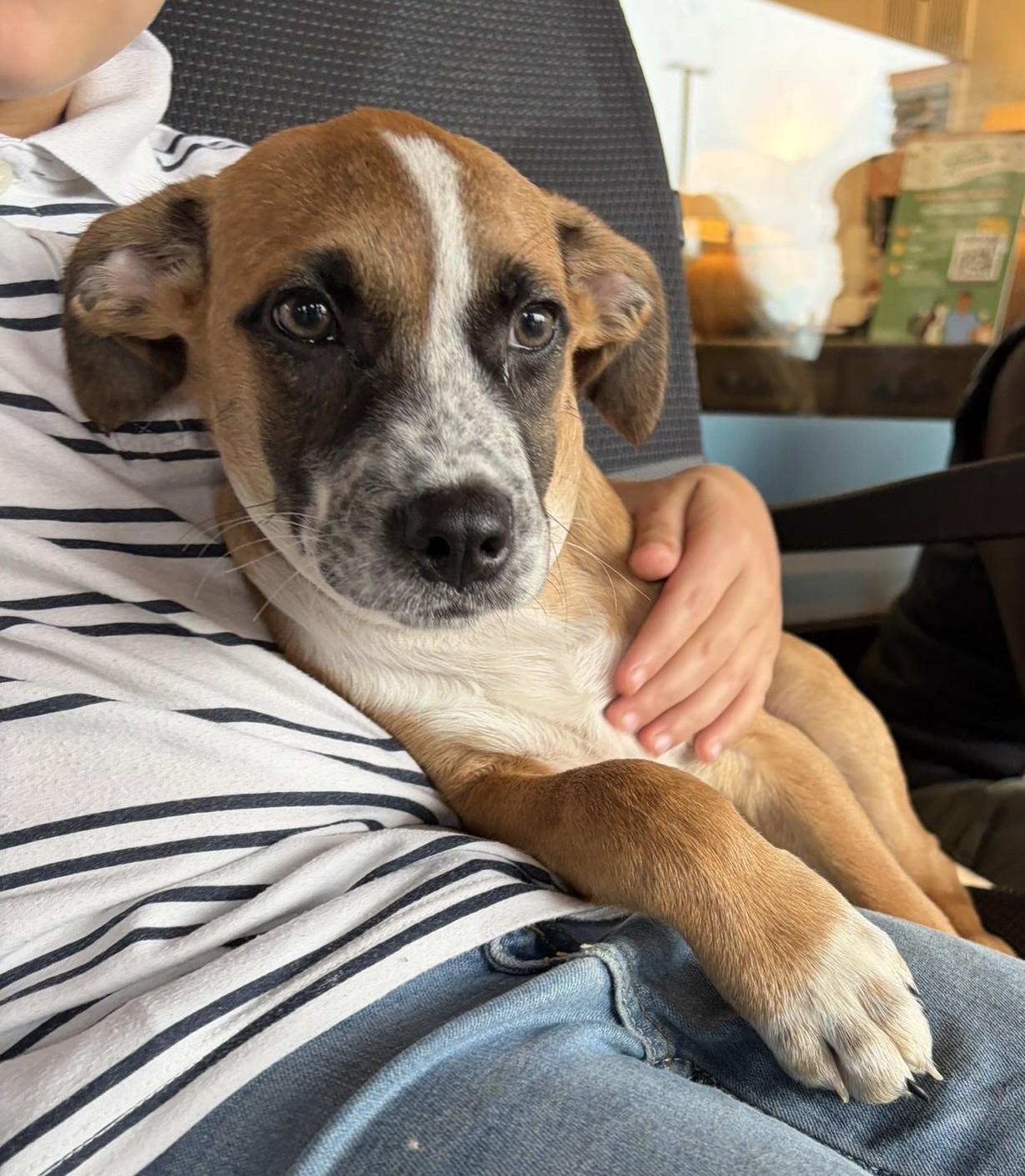 Enlarge Devin, a Adopted mixed breed in Minneapolis, MN image 3/6