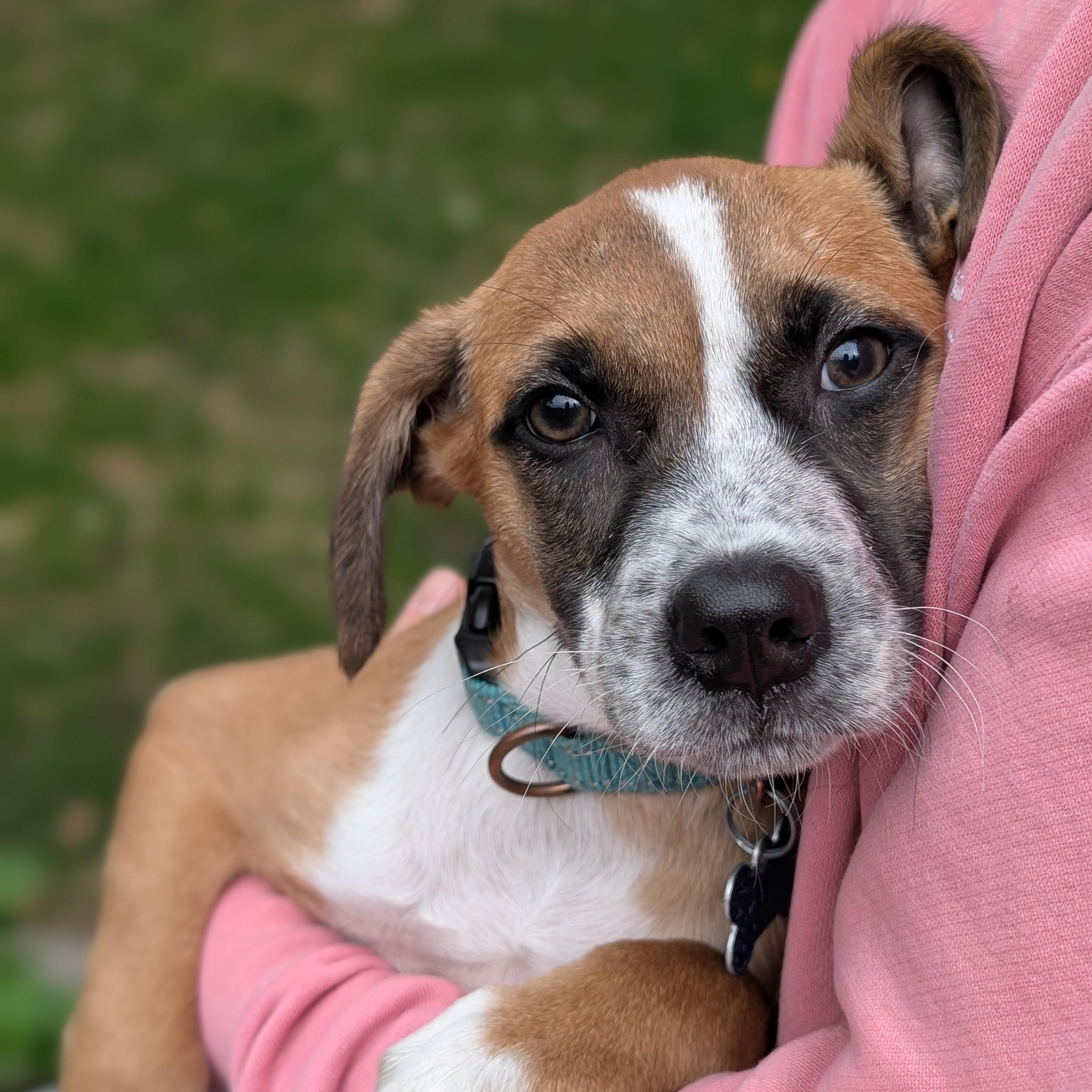 Enlarge Devin, a Adopted mixed breed in Minneapolis, MN image 6/6