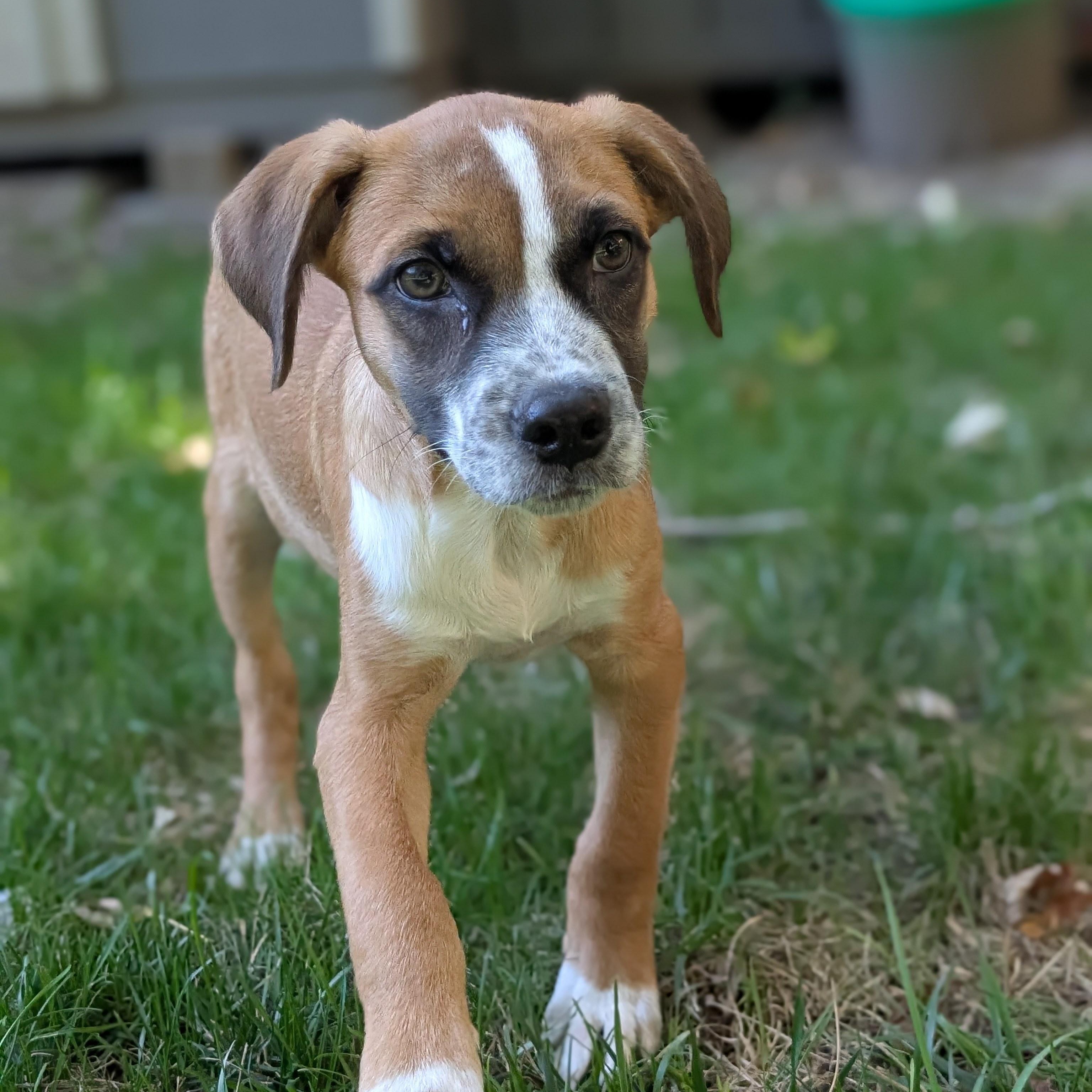 Enlarge Devin, a Adopted mixed breed in Minneapolis, MN image 5/6