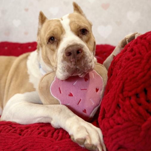 Lovely London Queen of Naps and Belly-Rubs — thumbnail 3