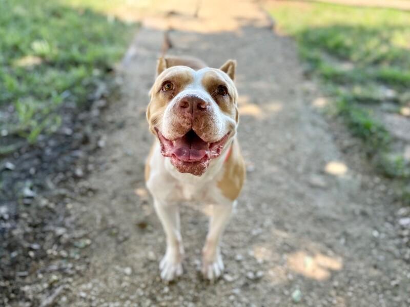 Lovely London Queen of Naps and Belly-Rubs — thumbnail 5