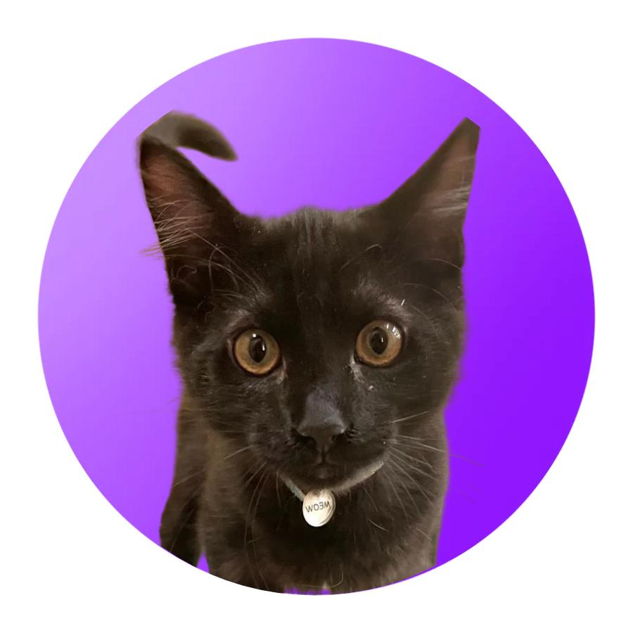 Tango, Adoptable, Kitten Male Domestic Medium Hair.
