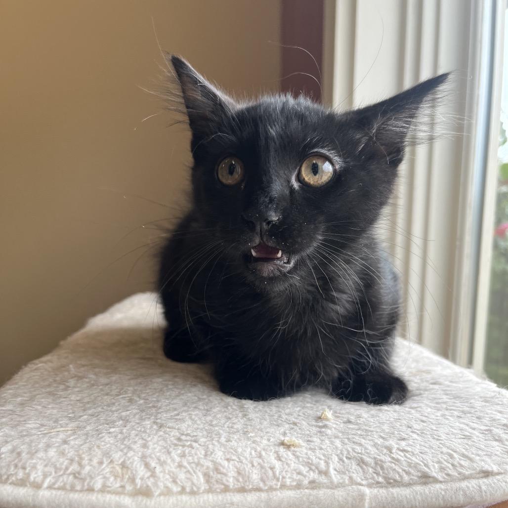 Tango, a Adoptable Domestic Medium Hair in Pacific Grove, CA image 3/6