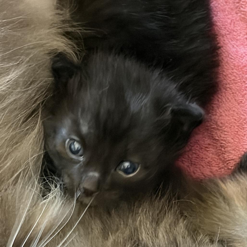 Tango, a Adoptable Domestic Medium Hair in Pacific Grove, CA image 4/6