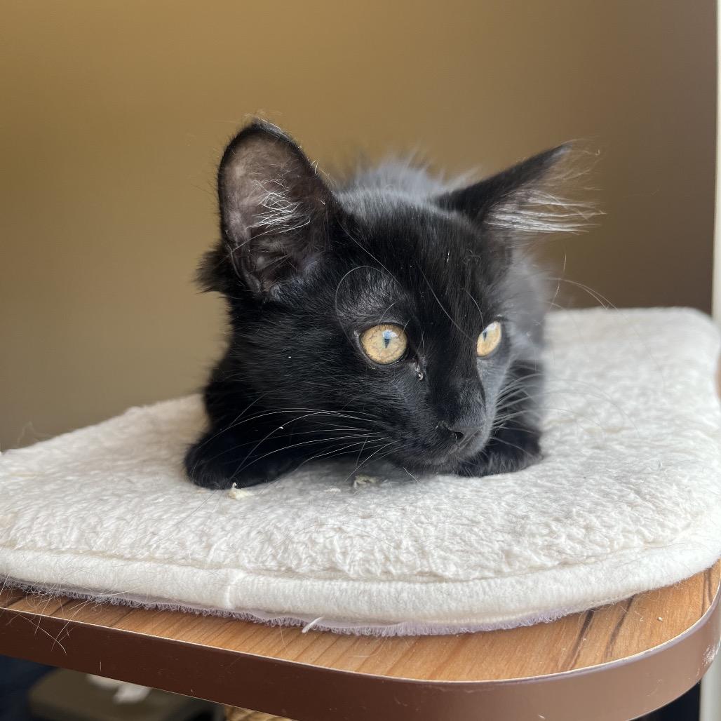 Tango, a Adoptable Domestic Medium Hair in Pacific Grove, CA image 5/6