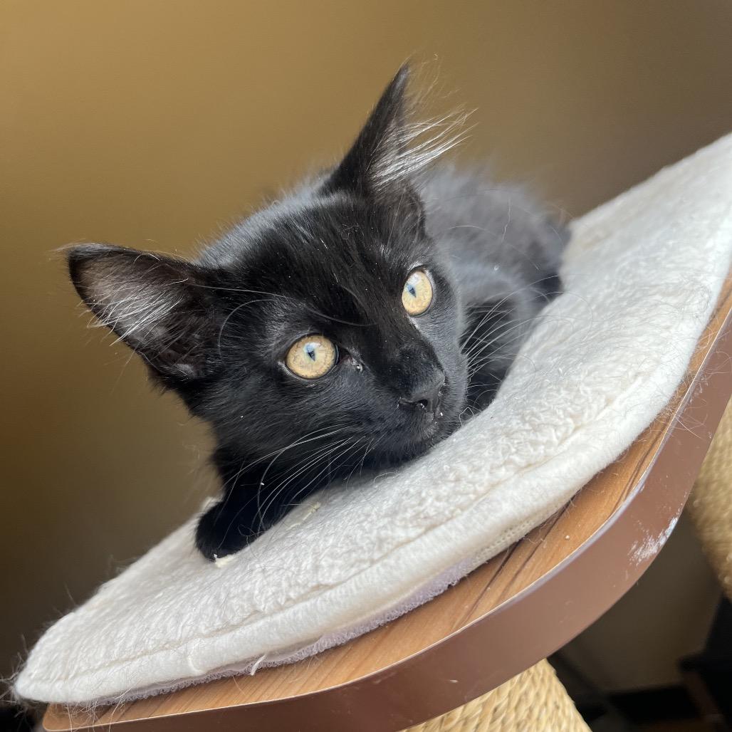 Tango, a Adoptable Domestic Medium Hair in Pacific Grove, CA image 6/6