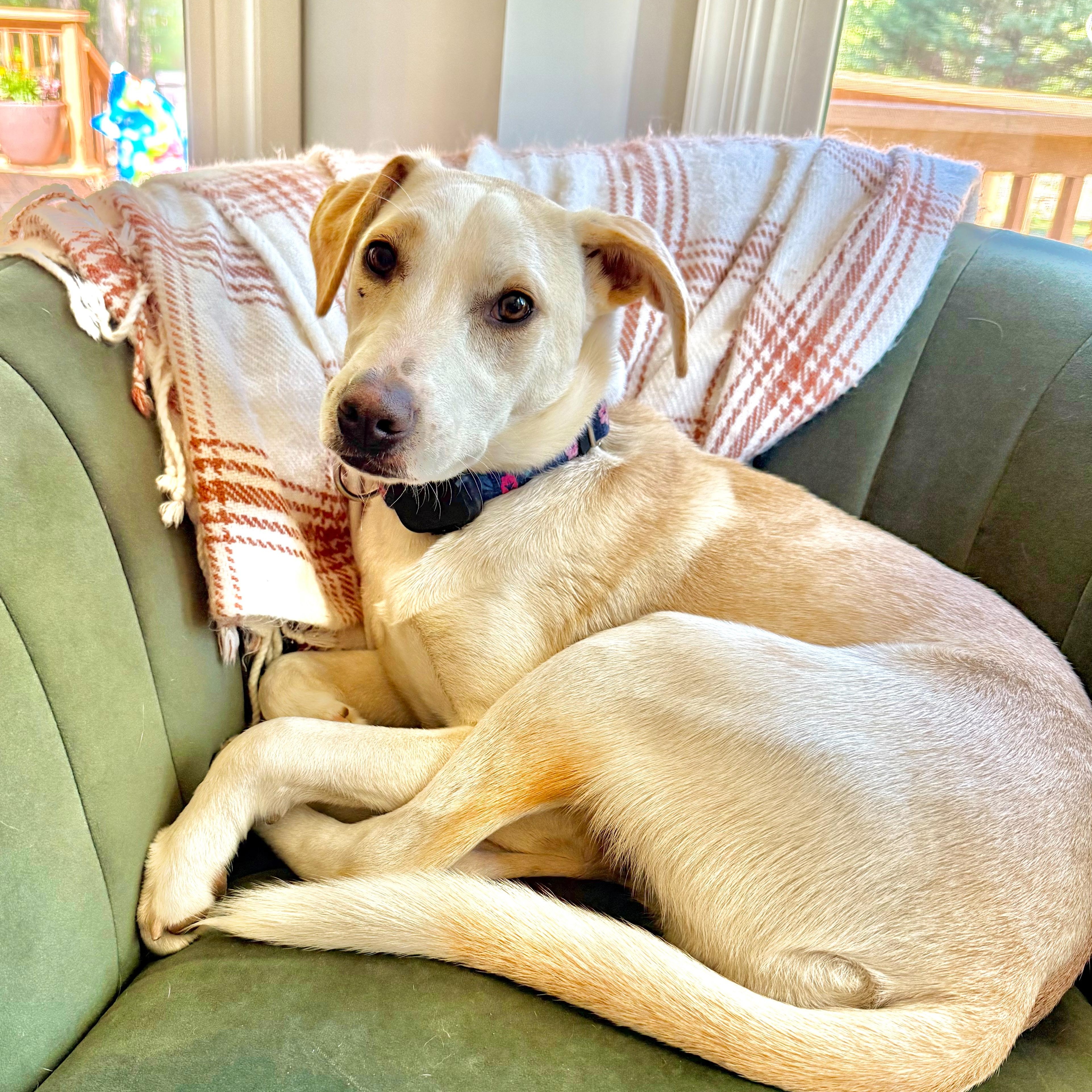 Snow, a Adoptable mixed breed in Annapolis, MD image 5/6