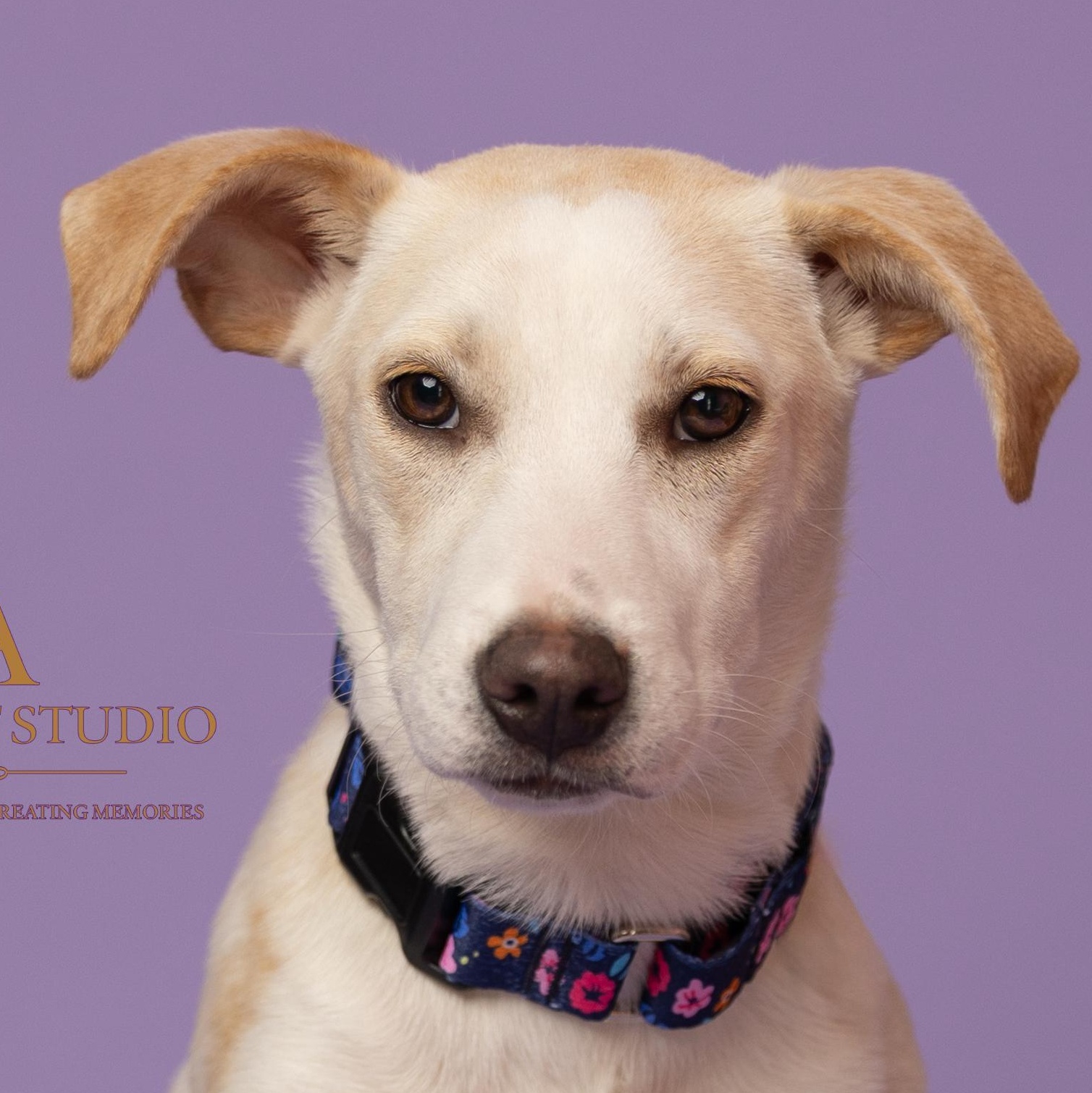 Snow, a Adoptable mixed breed in Annapolis, MD image 4/6