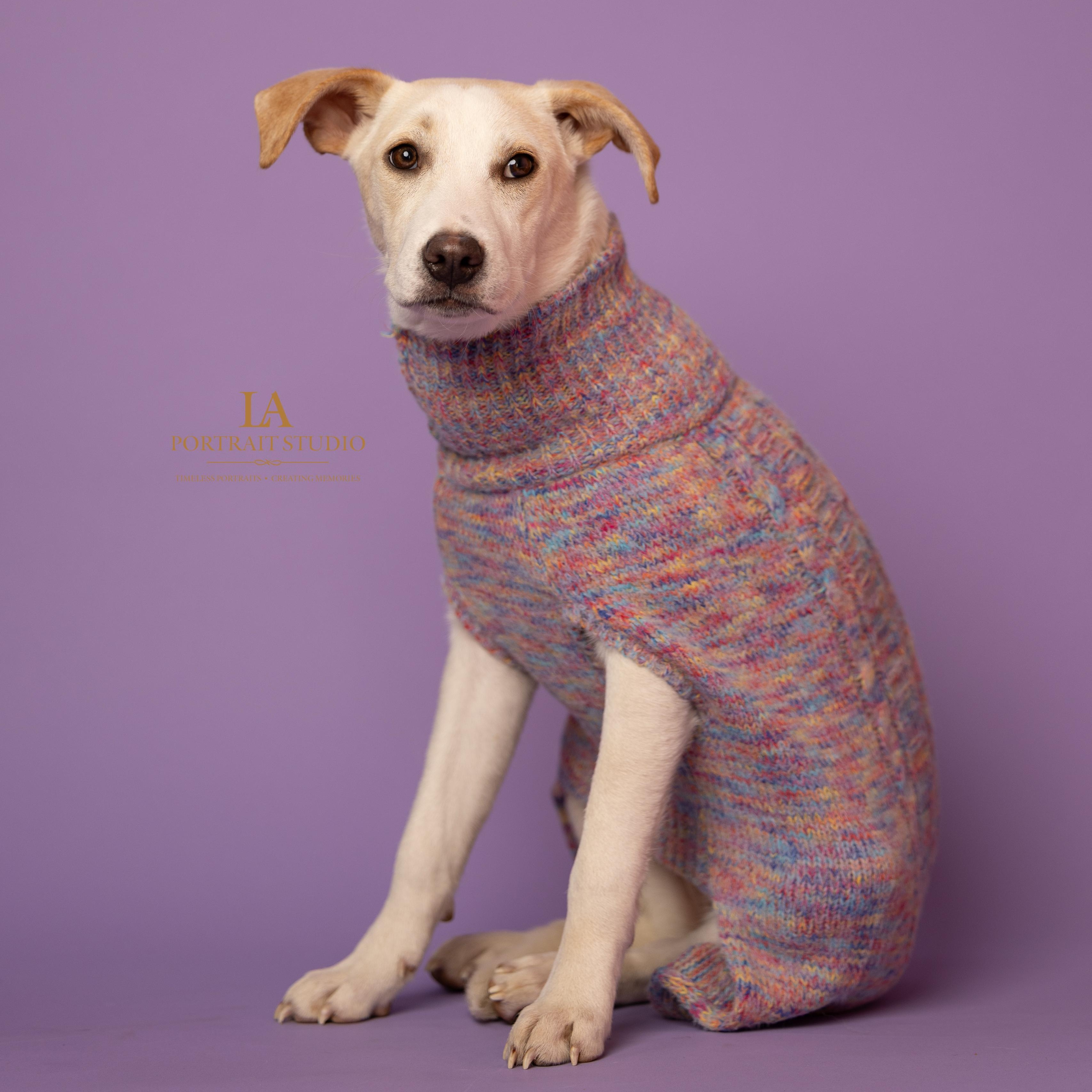 Snow, a Adoptable mixed breed in Annapolis, MD image 3/6