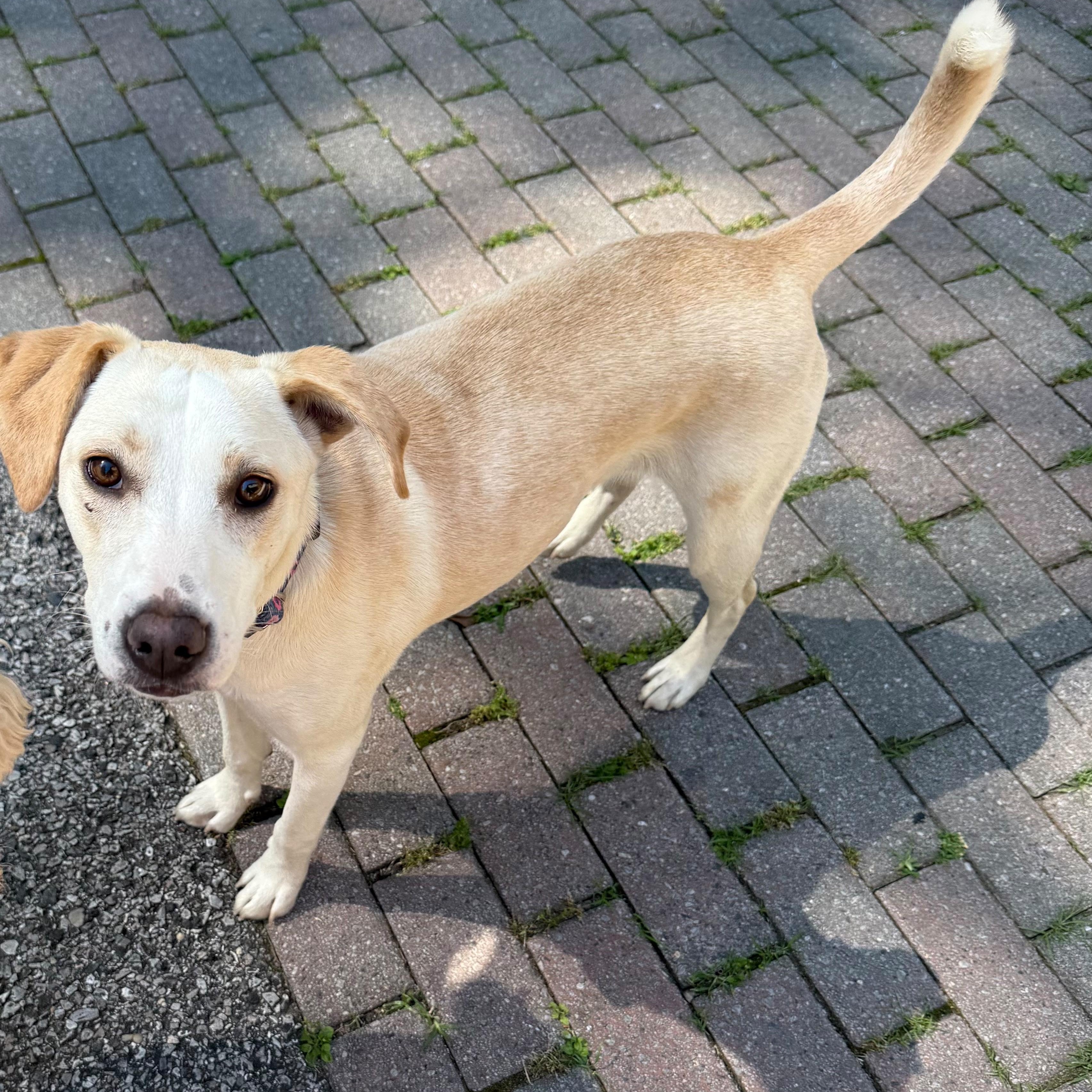 Snow, a Adoptable mixed breed in Annapolis, MD image 6/6