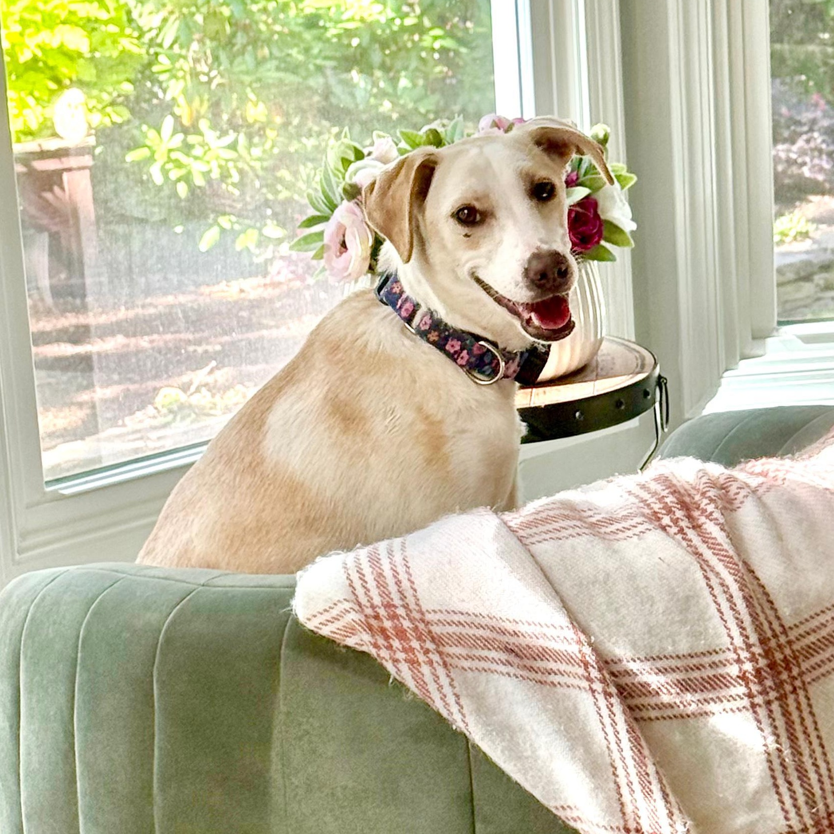 Snow, a Adoptable mixed breed in Annapolis, MD image 1/6
