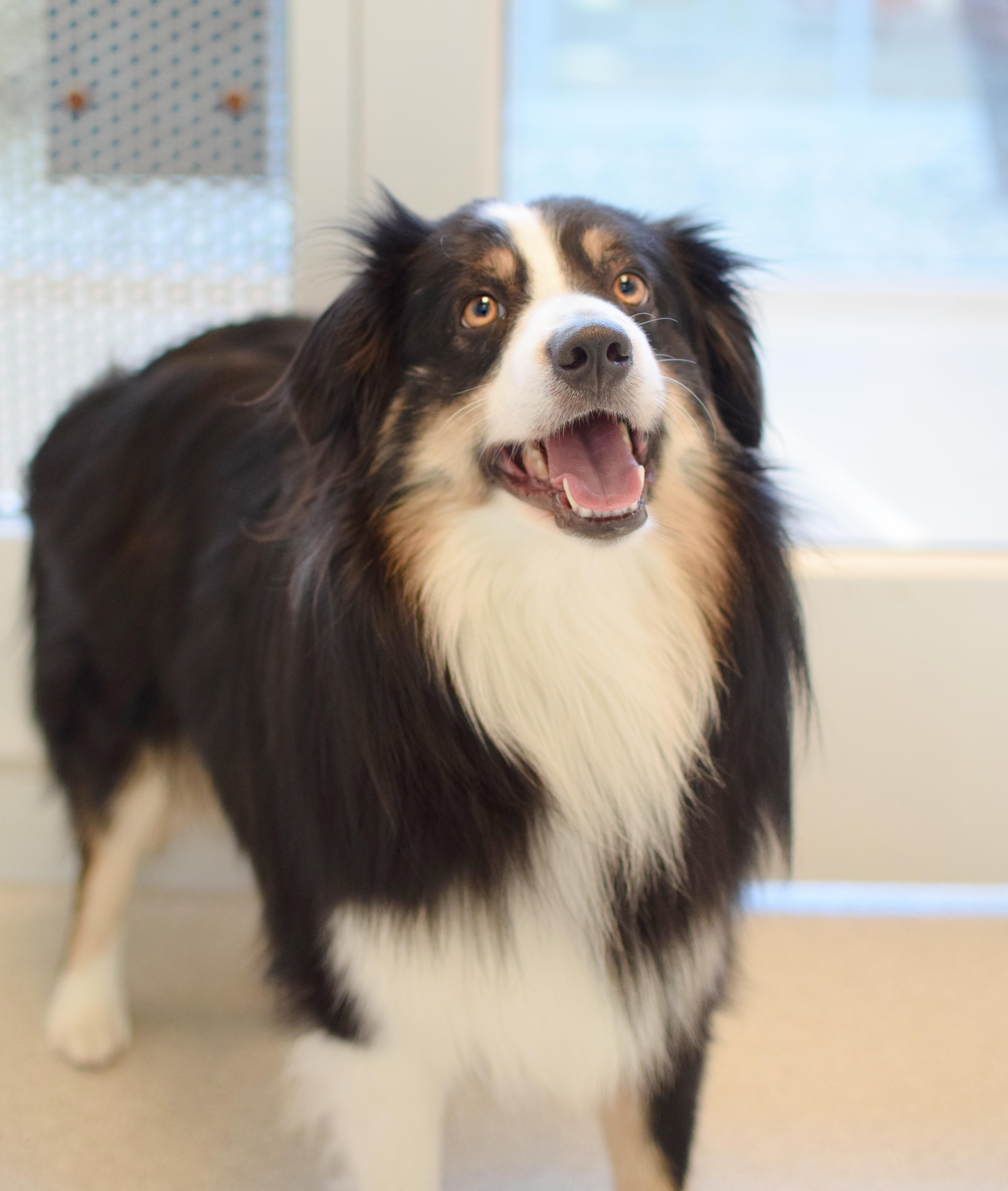 Enlarge Forrest, an adopted Australian Shepherd in Pontiac, MI image 1/1