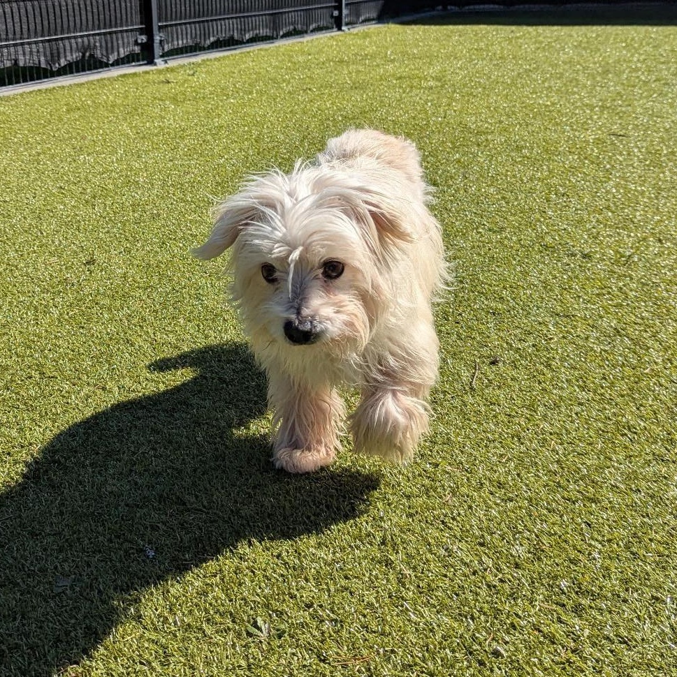 Enlarge Albus, a Adoptable Maltese in Friday Harbor, WA image 3/3