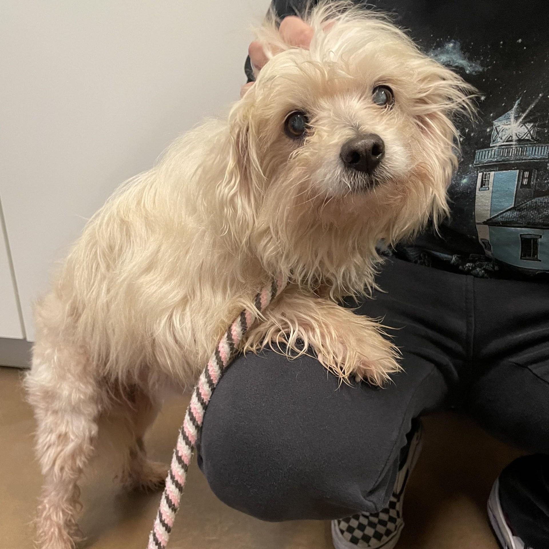Enlarge Albus, a Adoptable Maltese in Friday Harbor, WA image 2/3