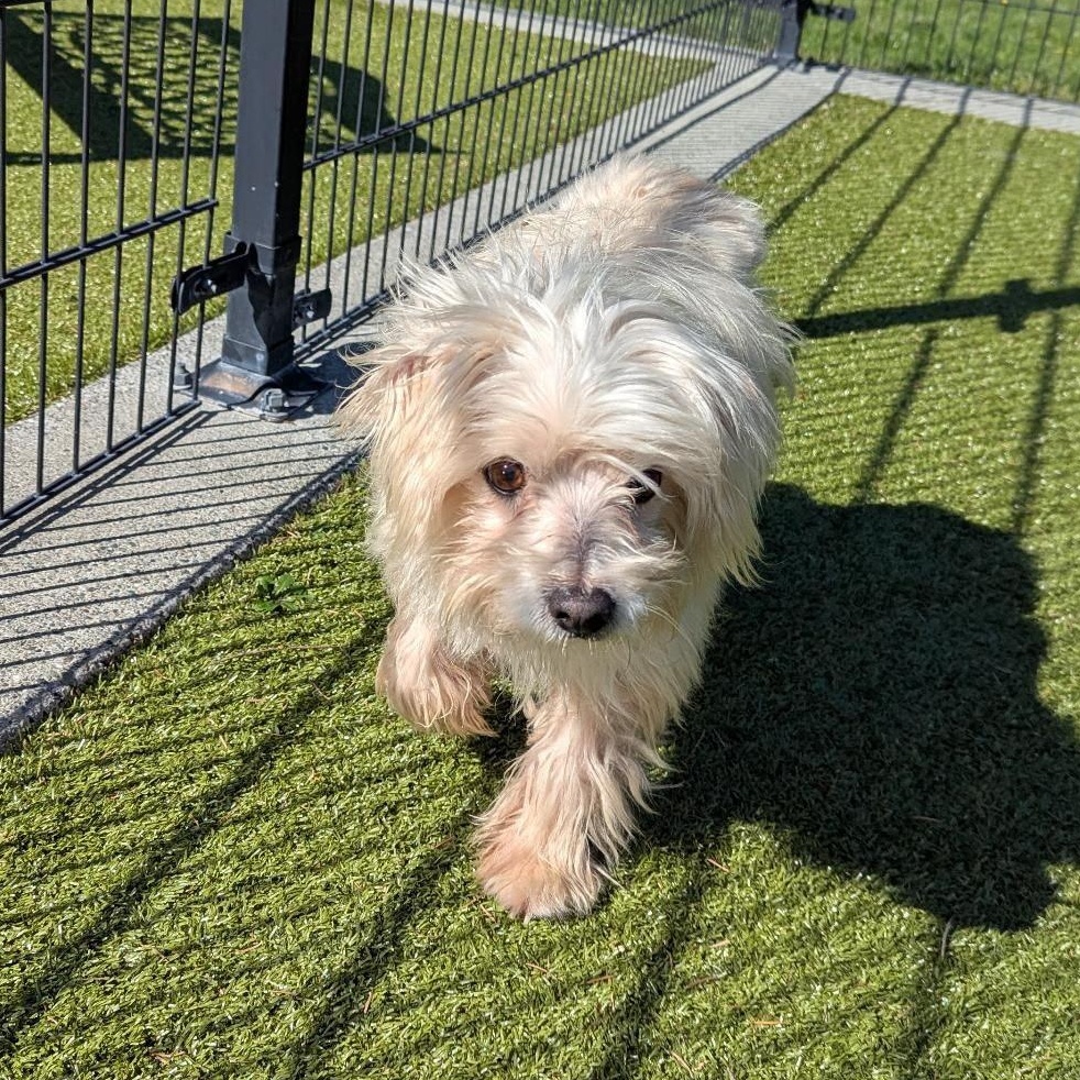 Enlarge Albus, a Adoptable Maltese in Friday Harbor, WA image 1/3