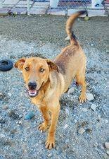 Tate, a Adoptable mixed breed in Wrightwood, CA image 1/2