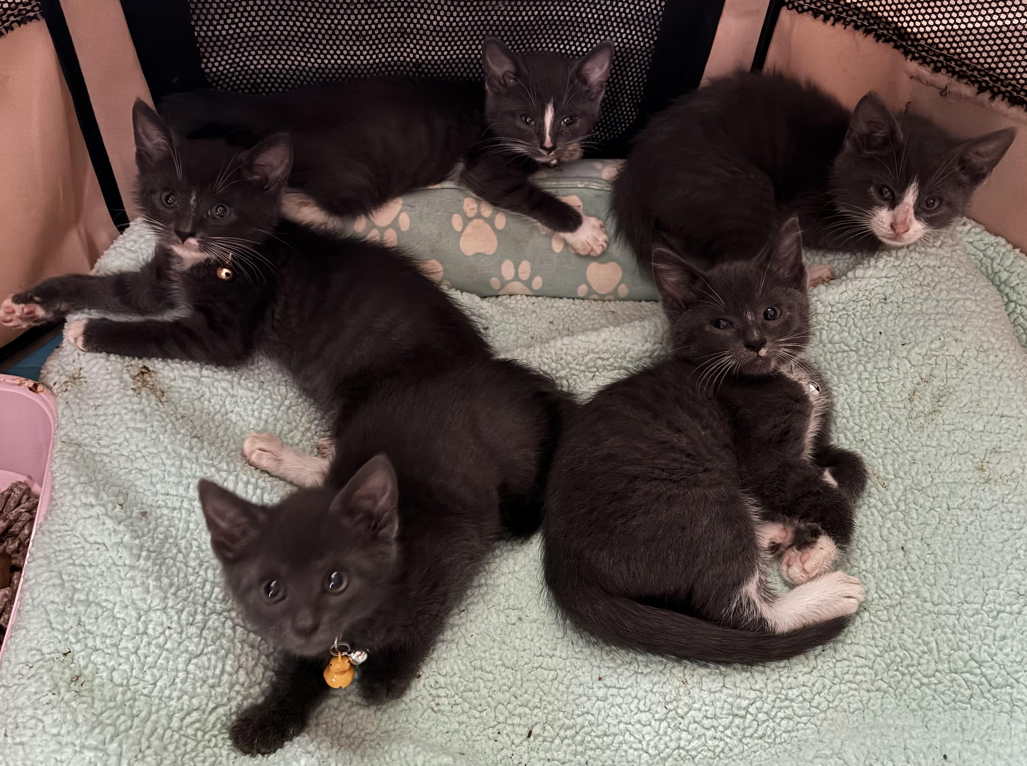Enlarge Radar - Kitten avaiable for adoption on August 25, a ADOPTABLE Domestic Short Hair in Upper Sandusky, OH image 2/2
