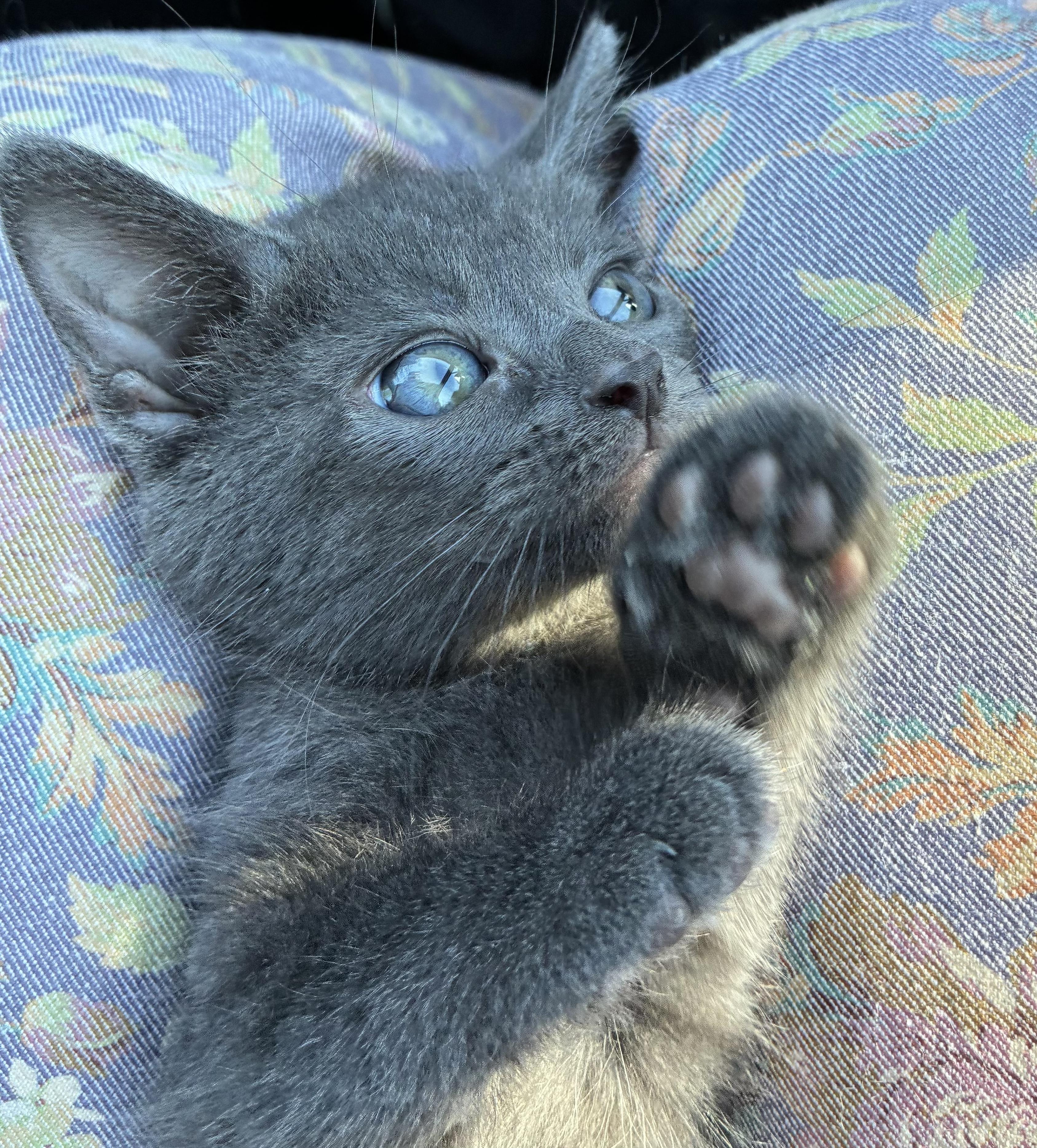 Radar - Kitten avaiable for adoption on August 25, ADOPTABLE, Kitten Male Domestic Short Hair.