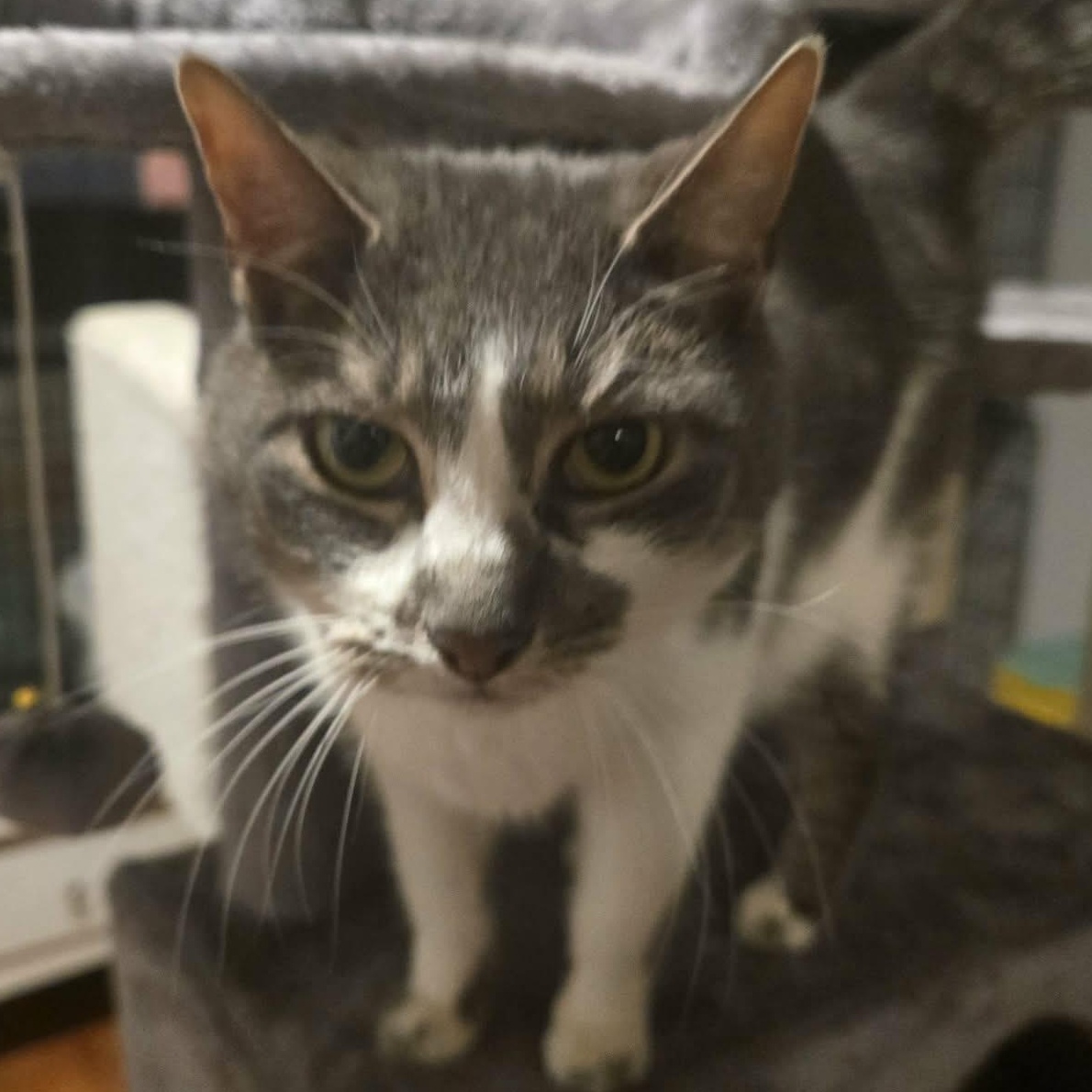 Matthew (Lap cat!), adopted, Adult Male Domestic Short Hair.