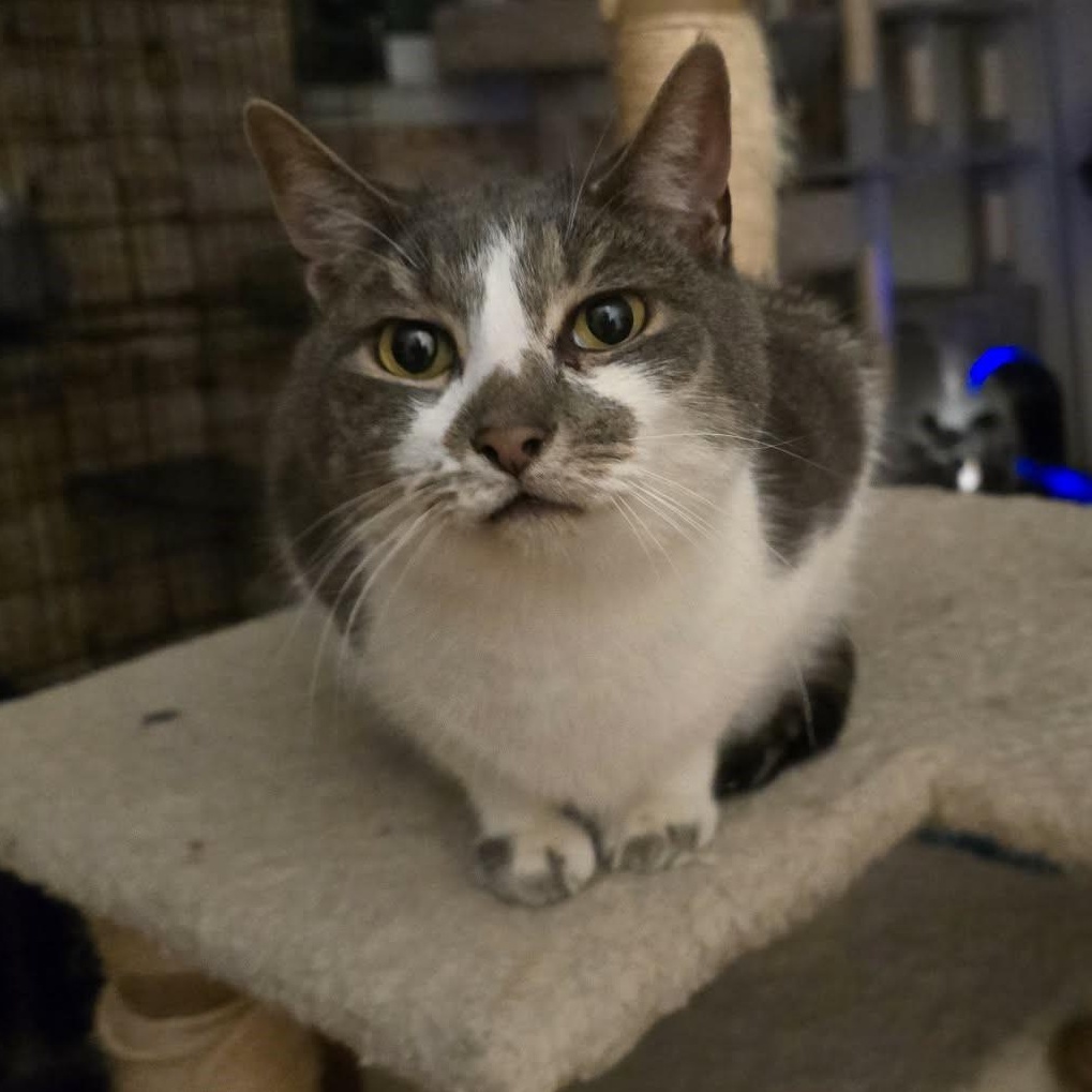 Matthew (Lap cat!), an adopted Domestic Short Hair in Huntington, NY image 2/2