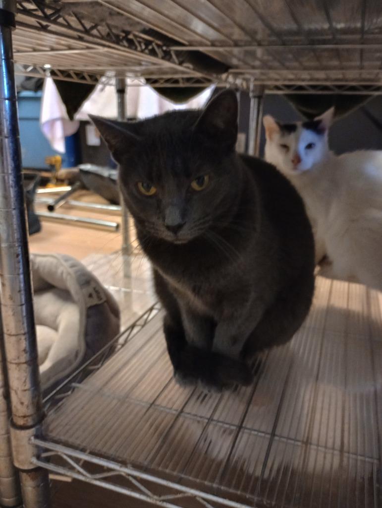 Mini Mouse, Adoptable, Adult Female Domestic Short Hair.