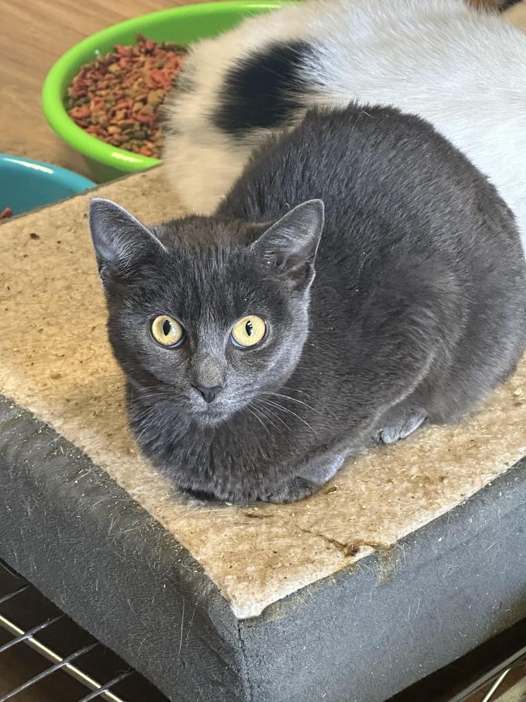 Mini Mouse, a Adoptable mixed breed in LIberty, NY image 2/2