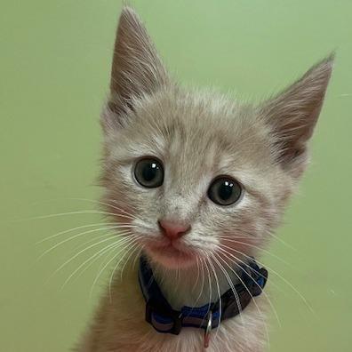 Ollie, Baby Male Domestic Short Hair