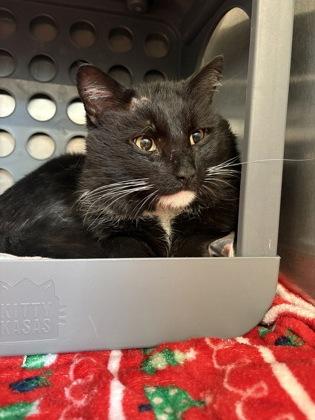Quince, Adoptable, Adult Male Domestic Short Hair & Domestic Short Hair.