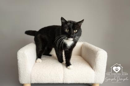 Enlarge Quince, a Adoptable mixed breed in Lafayette, IN image 2/3