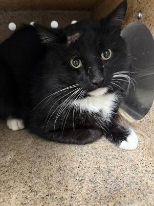 Enlarge Quince, a Adoptable mixed breed in Lafayette, IN image 3/3