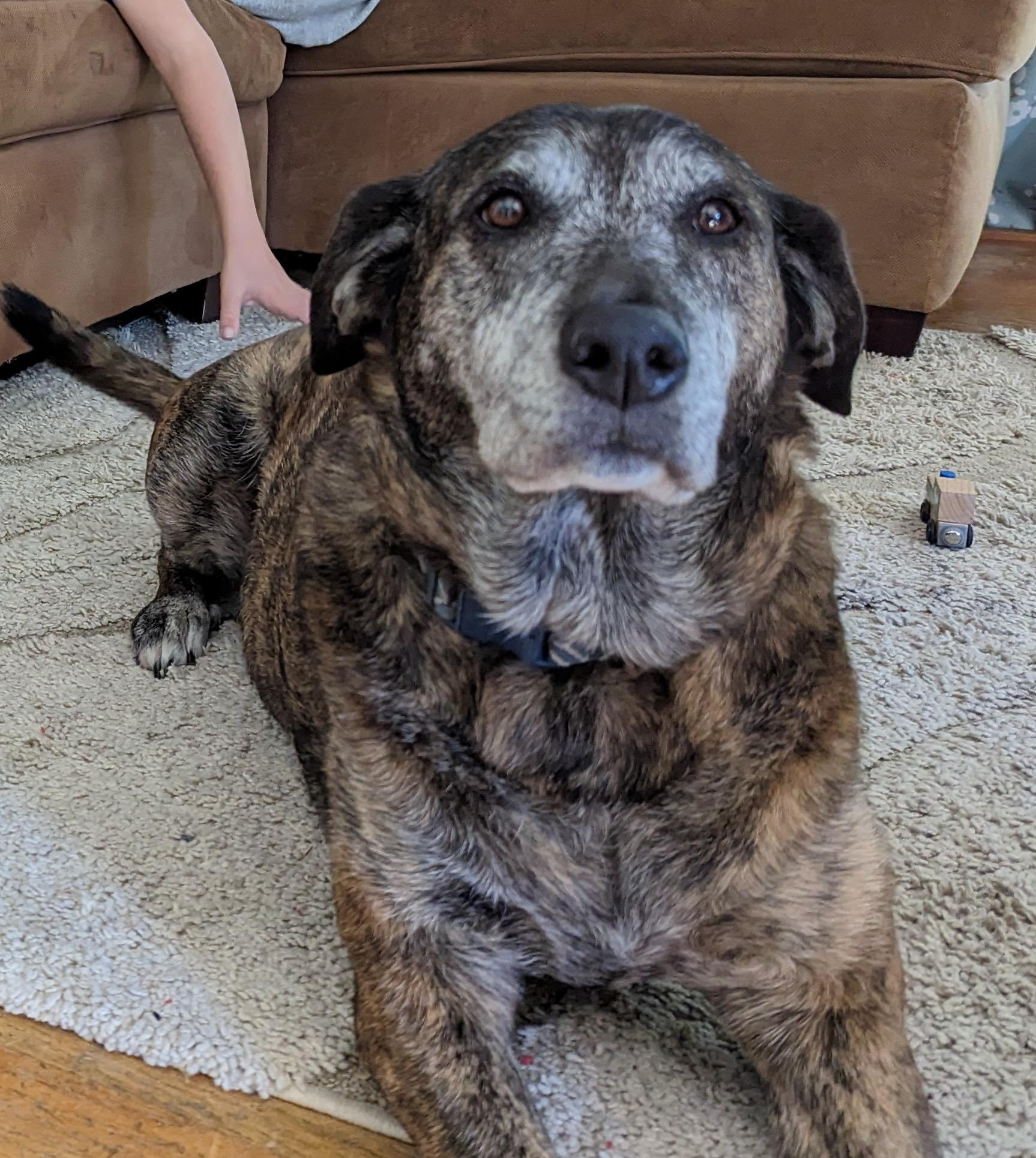 Jessie , ADOPTABLE, Senior Female Catahoula Leopard Dog & Labrador Retriever.