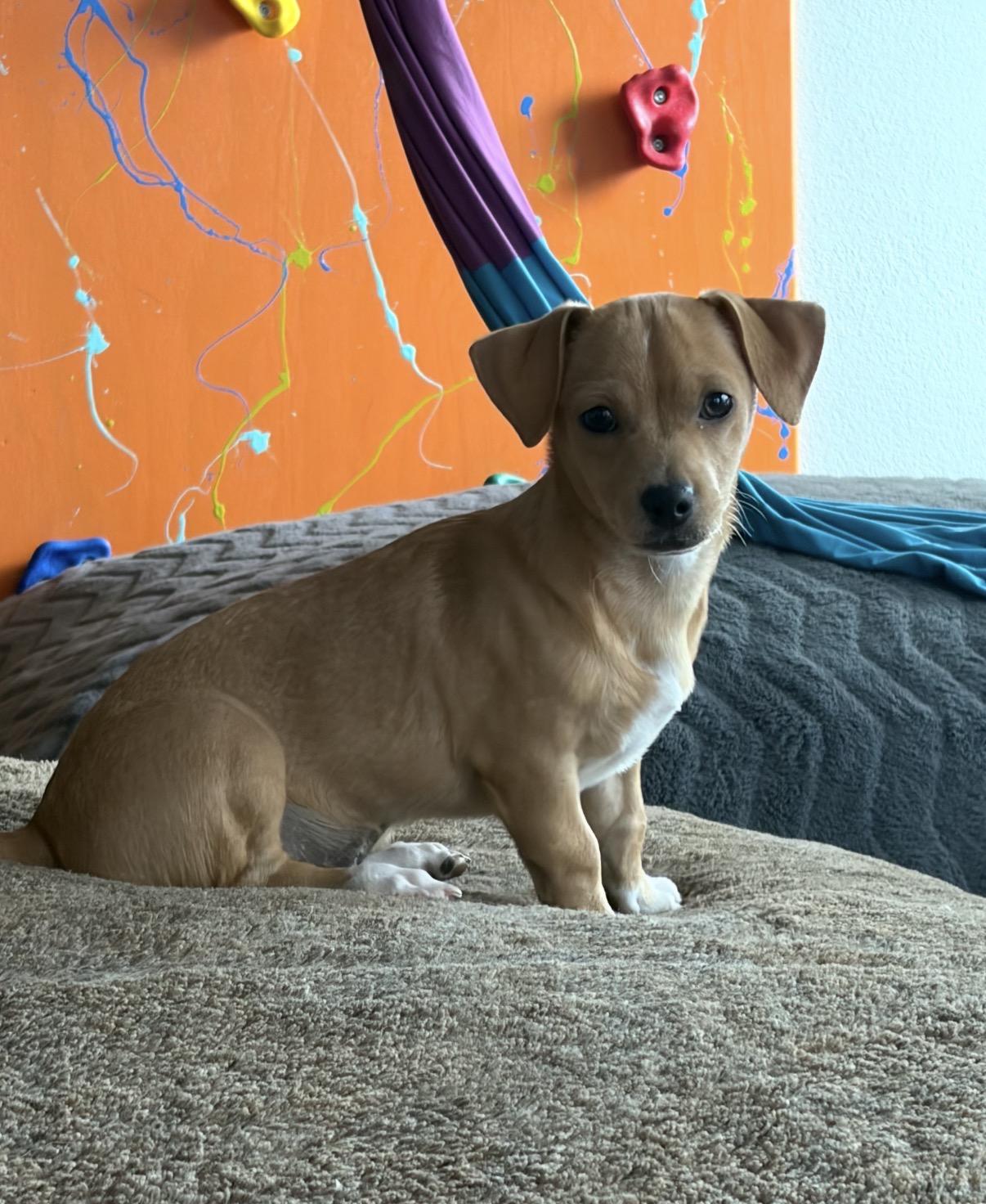 Mots, ADOPTABLE, Puppy Male Chiweenie & Dachshund.